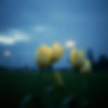 Magnificent 미스터로또 방청신청: 한 걸음 더 가까이
